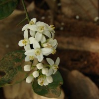 Atalantia ceylanica (Arn.) Oliv.